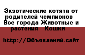  Экзотические котята от родителей чемпионов - Все города Животные и растения » Кошки   